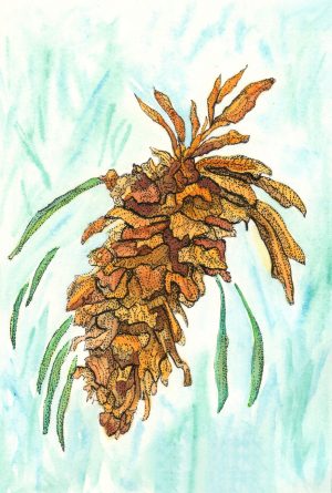 Winter-Pine-Cone-IV-Botanical-Watercolor-Painting