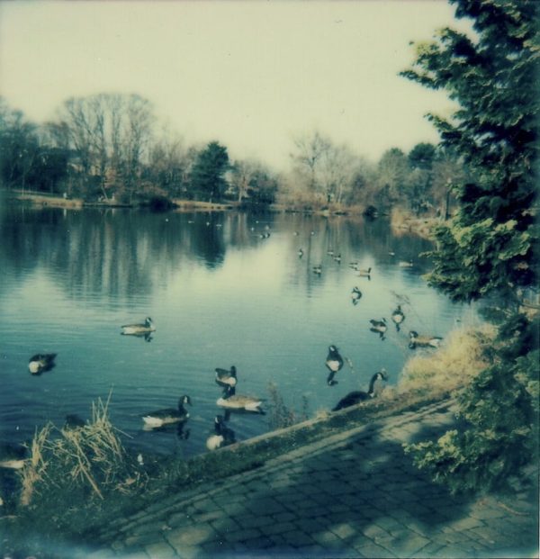 Photo Of Duck Pond