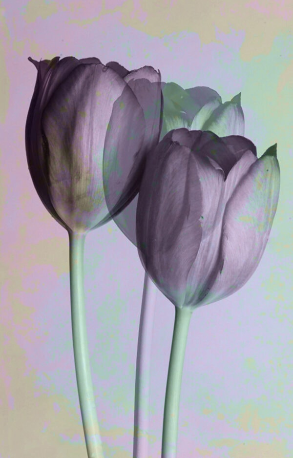 Modern Tulip Photograph Artwork For The Home